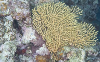 真网扇珊瑚Annella reticulata (Ellis & Solander, 1786)