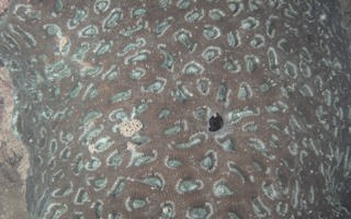 标准盘星珊瑚Dipsastraea speciosa (Dana, 1846) 