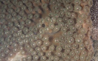 盾形邓肯沙珊瑚Duncanopsammia peltata (Esper, 1790)