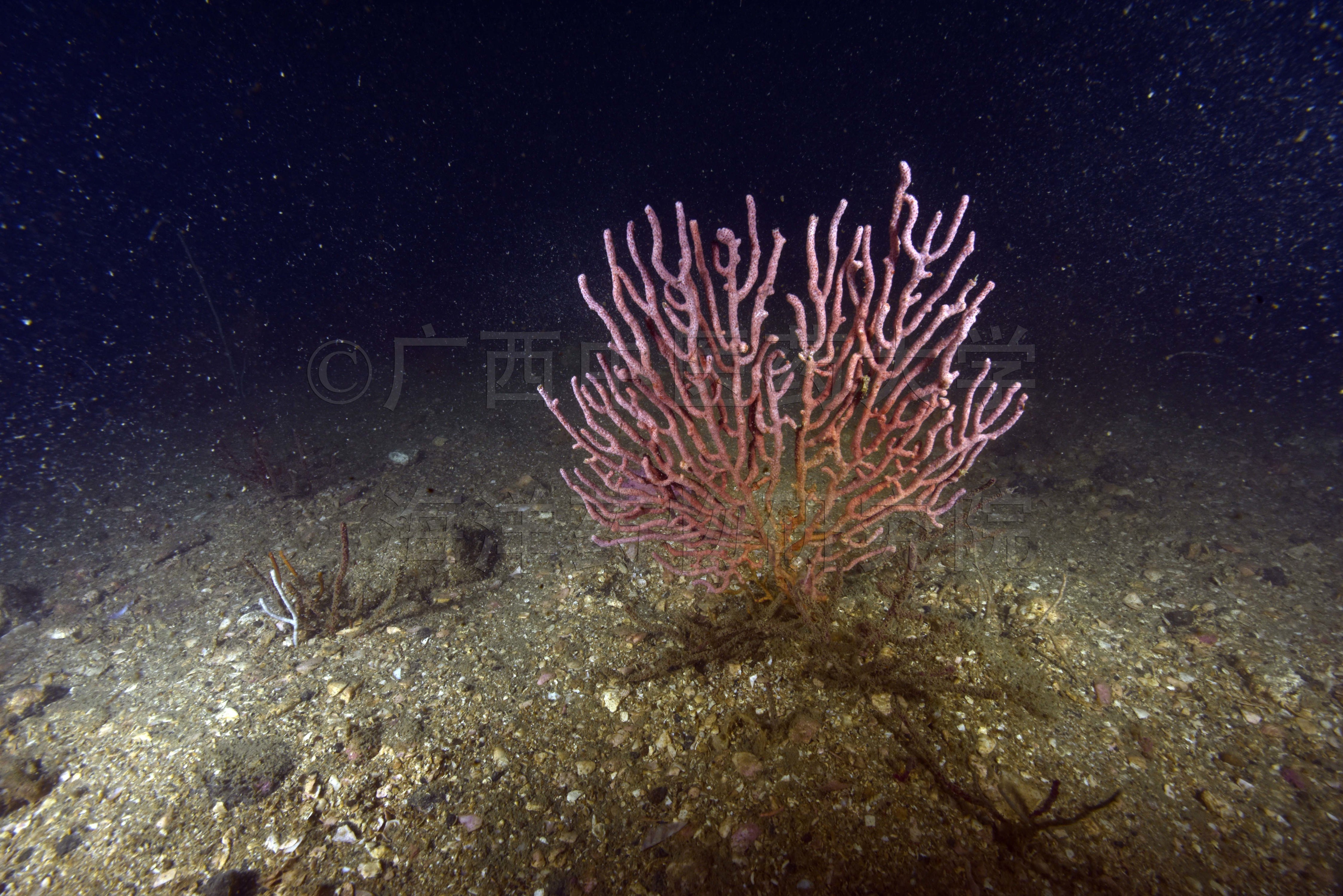 Echinogorgia lami Stiasny, 1940