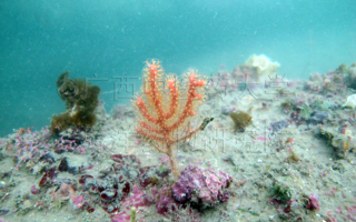 疏枝刺柳珊瑚Echinogorgia pseudosassapo Kölliker, 1865