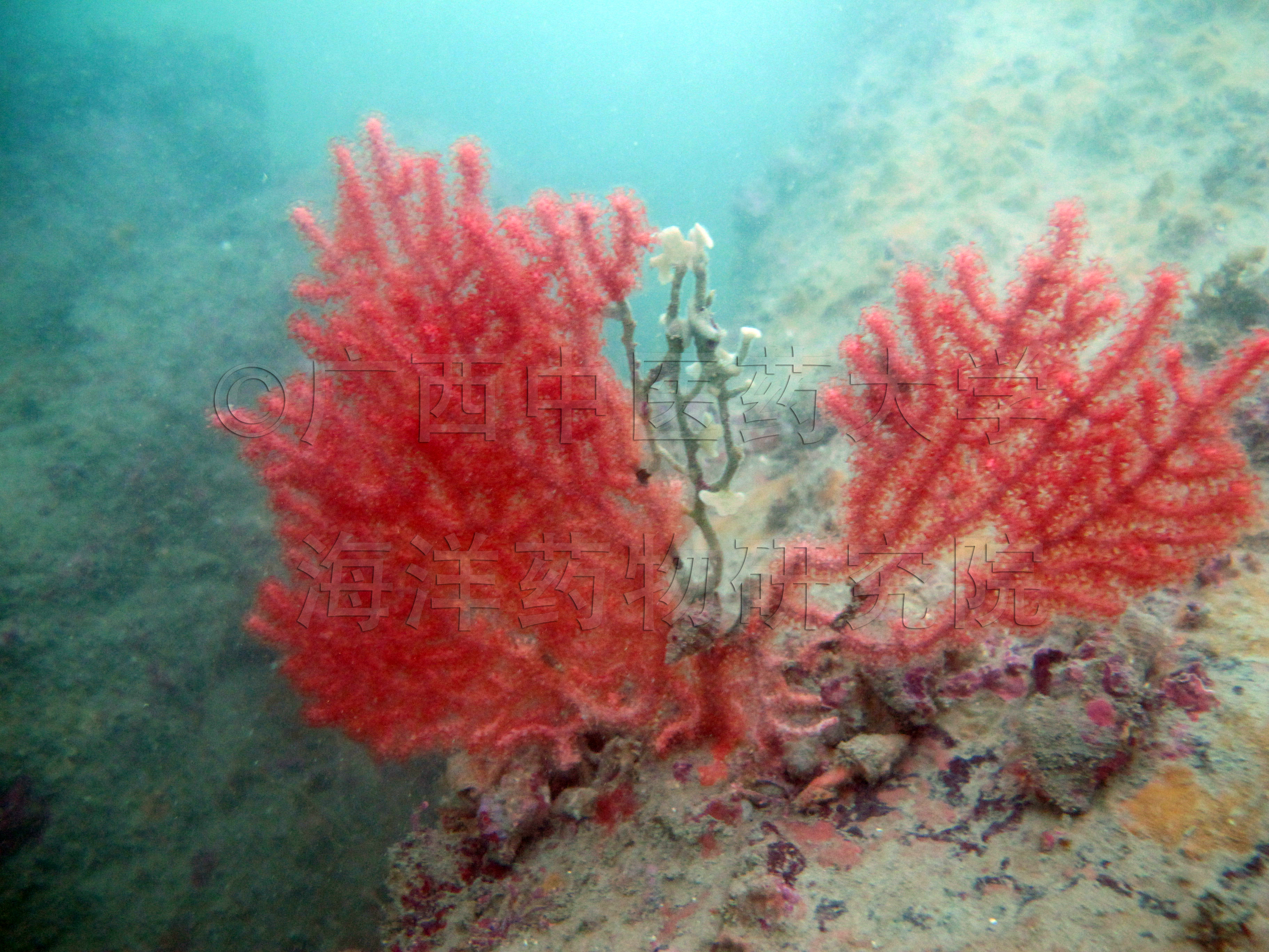 Echinogorgia sasappo (Esper, 1794)
