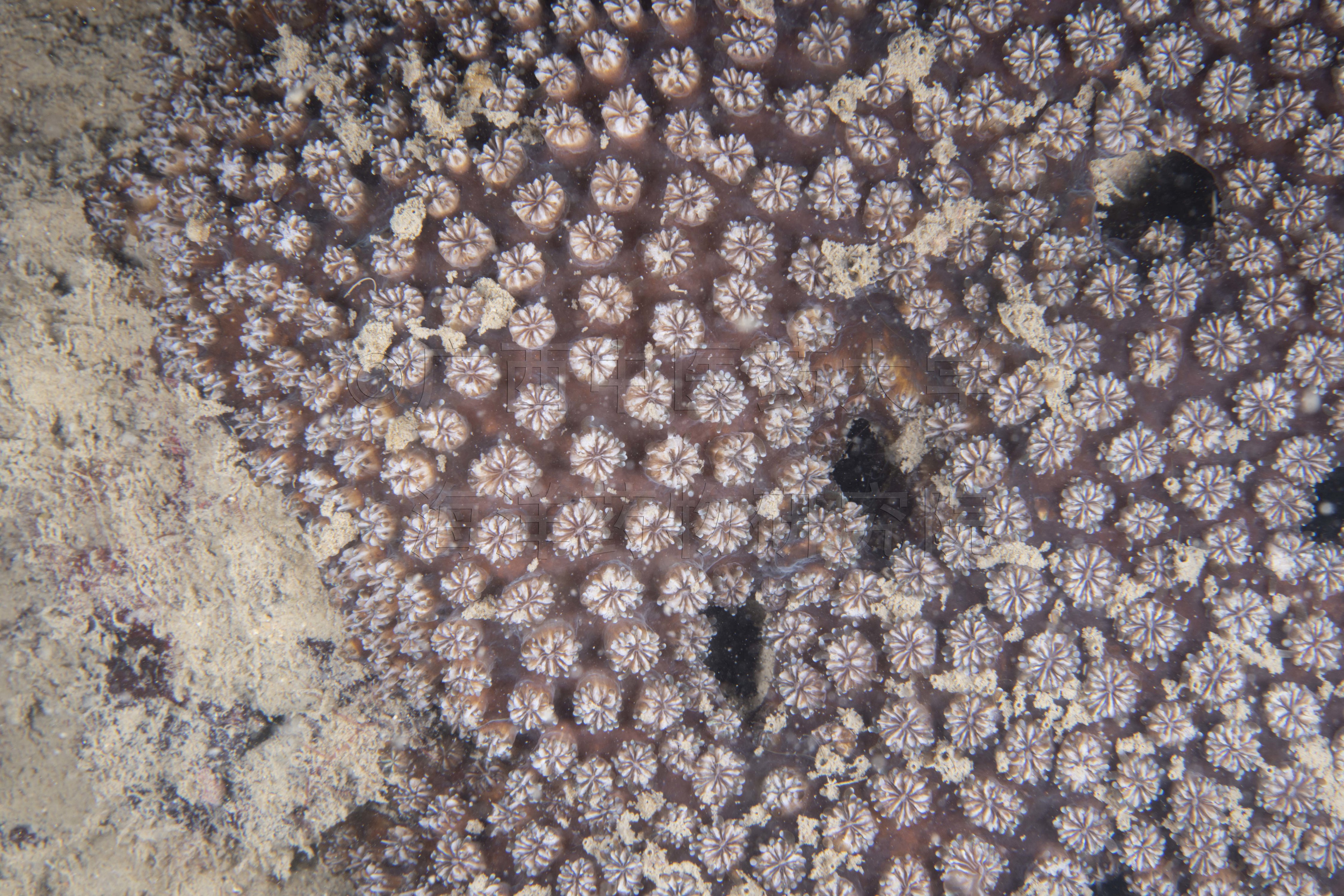 Galaxea astreata (Lamarck, 1816)