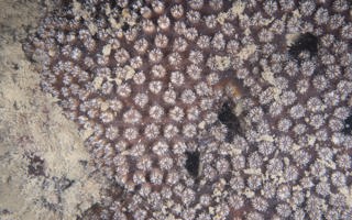 稀杯盔形珊瑚Galaxea astreata (Lamarck, 1816) 