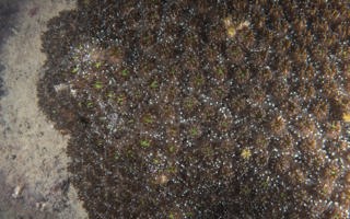 丛生盔形珊瑚Galaxea fascicularis (Linnaeus, 1767) 