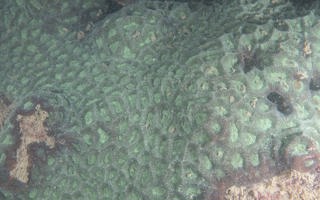 梳状菊花珊瑚Goniastrea pectinata (Hemprich & Ehrenberg, 1834)