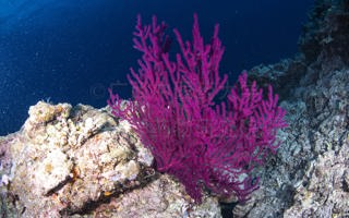 隐荚似丛柳珊瑚Paraplexaura cryptotheca (Nutting, 1910)