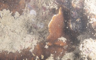 十字牡丹珊瑚Pavona decussata (Dana, 1846)