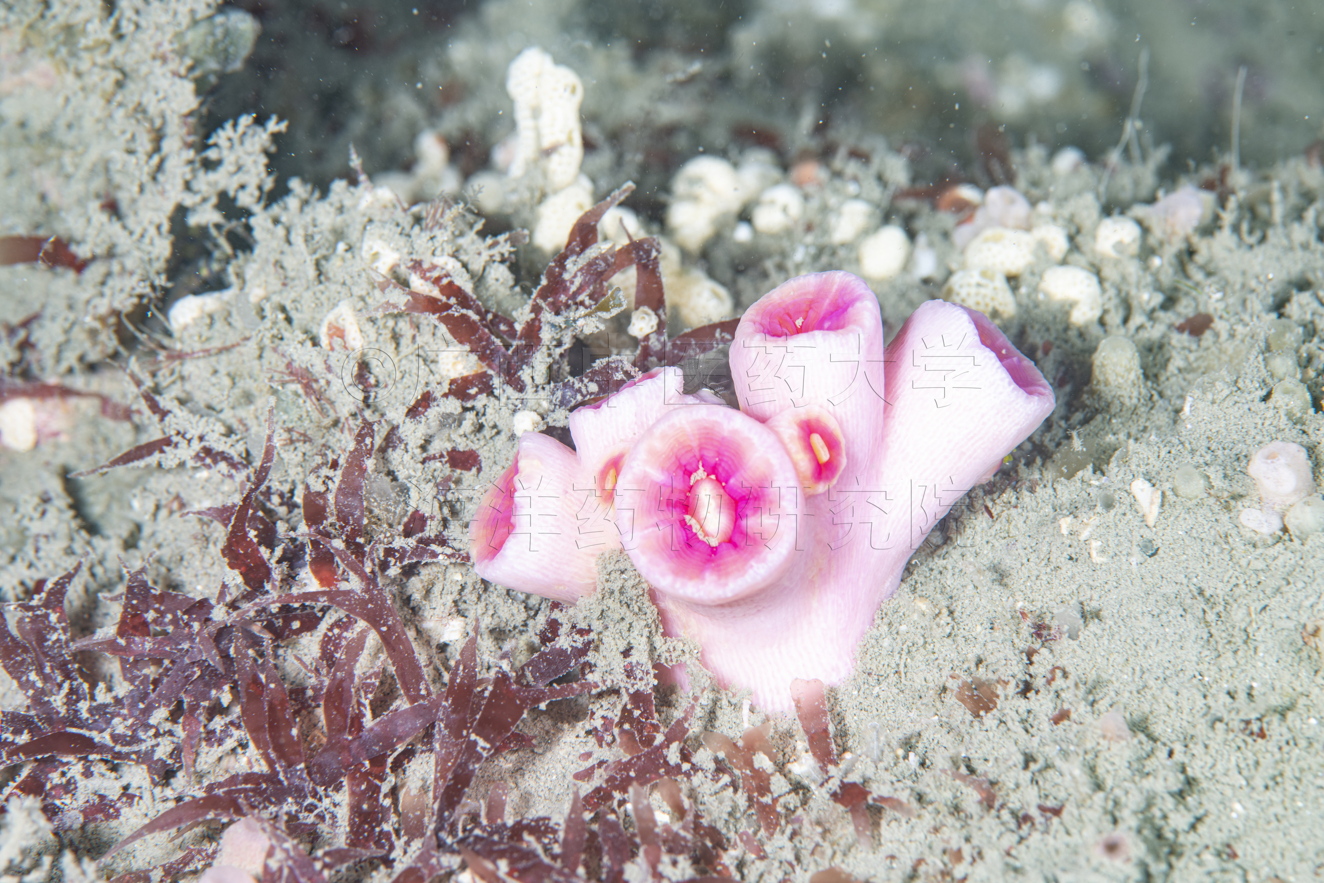 Tubastraea violacea Yiu & Qiu, 2022